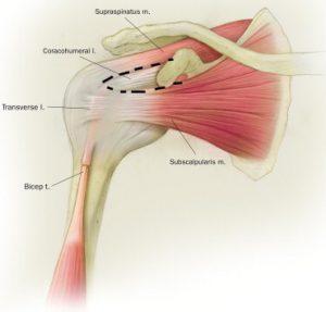 rotator interval