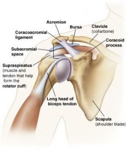 general shoulder anatomy
